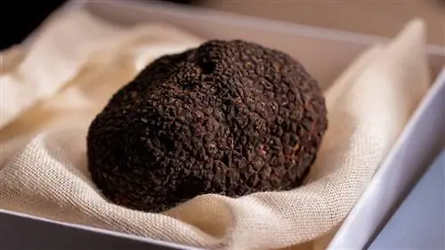 Черный трюфель или Tuber melanosporum
