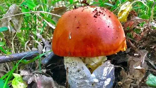 Amanita caesarea во взрослом состоянии Amanita caesarea во взрослом состоянии