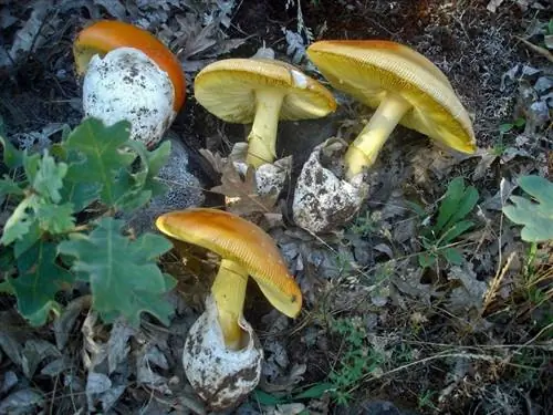 Образцы Amanita caesarea Образцы Amanita caesarea