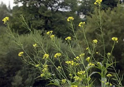 Характеристики Brassica nigra Характеристики Brassica nigra