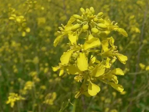 черная горчица черная горчица