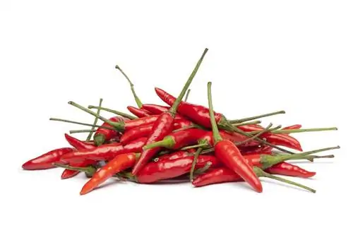 красный перец чили или Capsicum frutescens красный перец чили или Capsicum frutescens