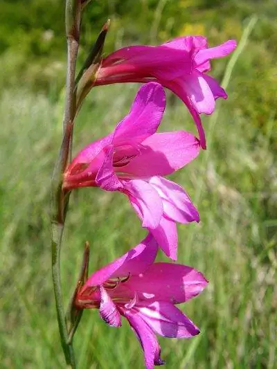 Вид на гладиолус коммунис