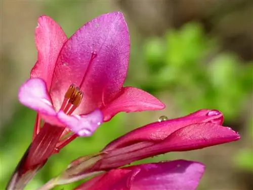 Дикий гладиолус (Gladiolus illyricus)