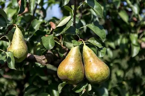 Использование и польза лимонной груши