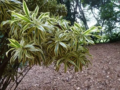 Вид на Dracaena reflexa var. пестрый