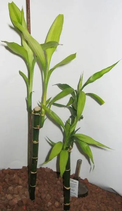 Вид на Драцену Сандериану