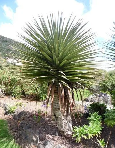 Вид на драцену тамарану