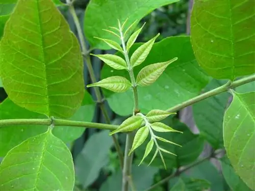 Вид на листья американского ясеня