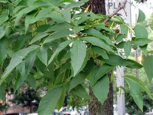 Американский ясень - это дерево