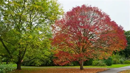 Американский ясень: устойчивый, декоративный… чего еще можно желать?