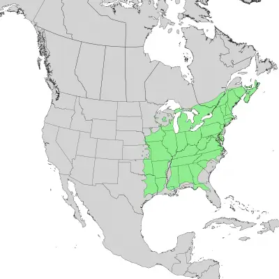 Ассортимент американского ясеня