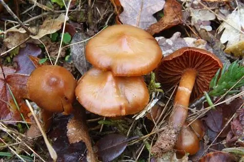 различать ядовитые грибы