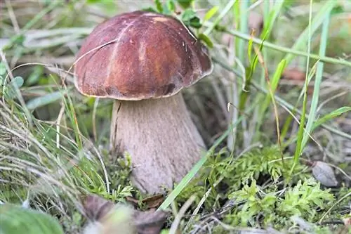 Как узнать, съедобен гриб или ядовит