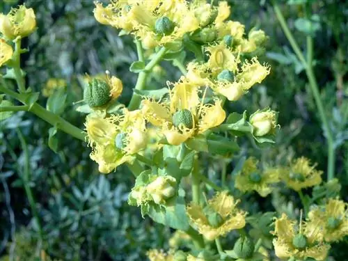 Кустарник Ruta Chalepensis с желтыми цветками