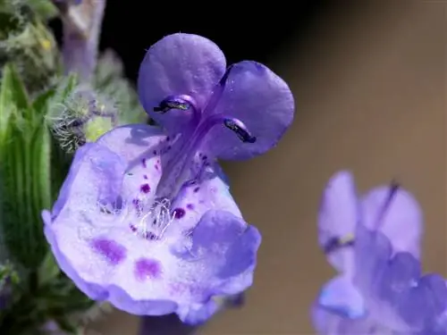 Цветки Nepeta cataria сиреневые.