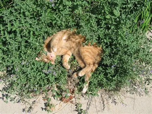 Кошачья мята - многолетнее растение.