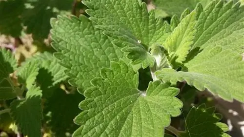 Кошачья мята (Nepeta cataria)