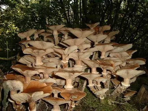 Опята (Armillaria ostoyae)