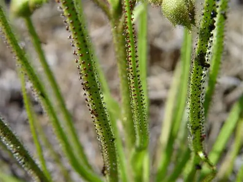 Вид на Drosophyllum lusitanicum Вид на Drosophyllum lusitanicum