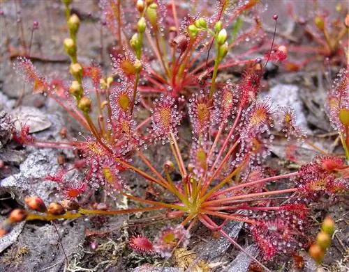 Вид на Drosera intermedia Вид на Drosera intermedia