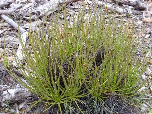 Вид на Drosophyllum lusitanicum Вид на Drosophyllum lusitanicum
