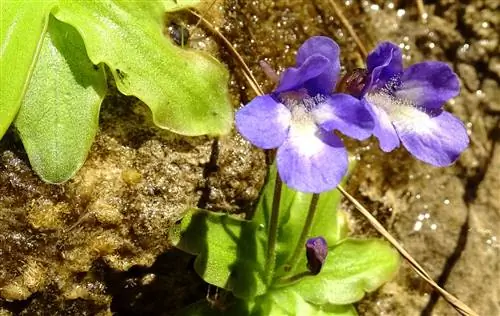 Вид на Pinguicula dertosensis Вид на Pinguicula dertosensis