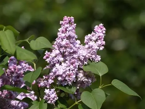 Syringa vulgaris - неприхотливое дерево. Syringa vulgaris - неприхотливое дерево.