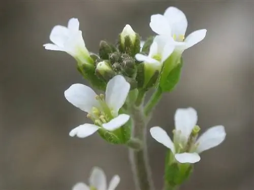 цветы с белыми лепестками кустарника Arabidopsis thaliana
