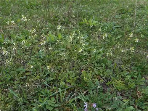 Гусеница (Arabidopsis thaliana)