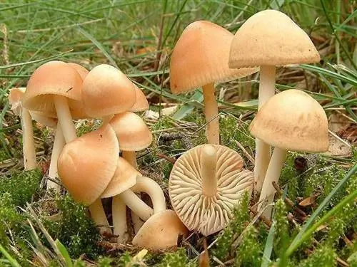 весенние грибы весенние грибы