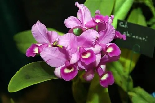 Вид Cattleya skinneri в цвету Вид Cattleya skinneri в цвету