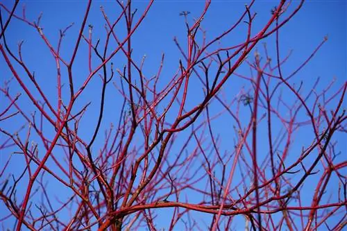 Вид на Cornus sanguinea зимой Вид на Cornus sanguinea зимой