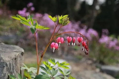 Кровоточащее сердце (Lamprocapnos spectabilis)
