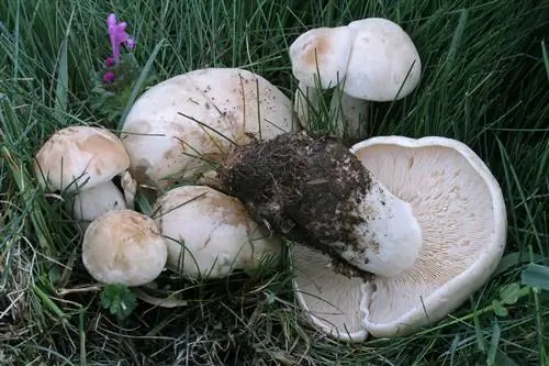 Экстракция Calocybe gambosa Экстракция Calocybe gambosa
