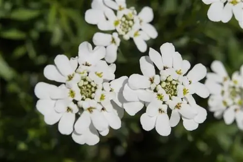 Цветки Iberis sempervirens белые. Цветки Iberis sempervirens белые.
