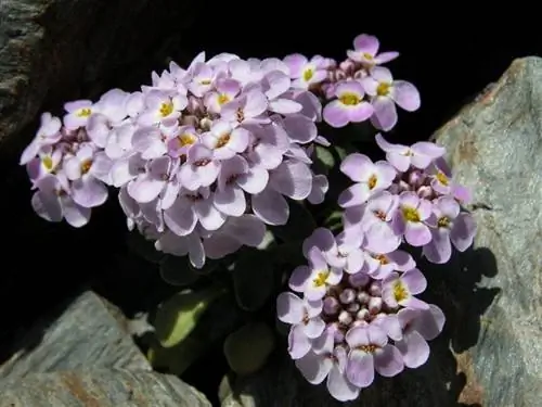 Иберис лопаточный