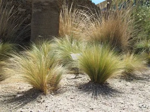 Вид на Stipa tenuissima Вид на Stipa tenuissima