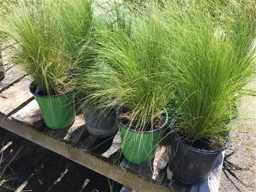 Stipa это трава Stipa это трава