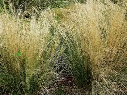 Вид на растение Stipa tenuissima Вид на растение Stipa tenuissima