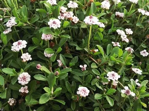 почвопокровное растение с белыми цветами под названием Lippia nodiflora