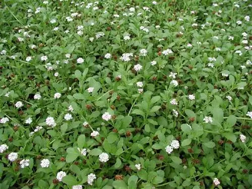 Красивый ковер (Lippia nodiflora)