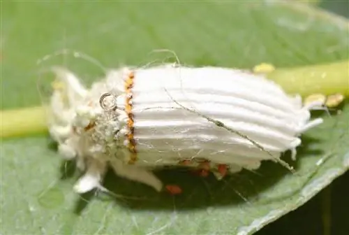 белое насекомое, называемое бороздчатым мучнистым червецом