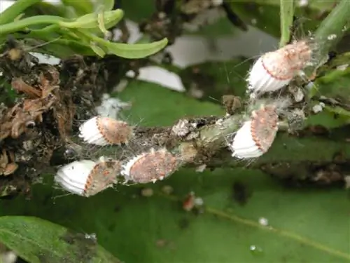 ребристые мучнистые червецы карабкаются по ветке