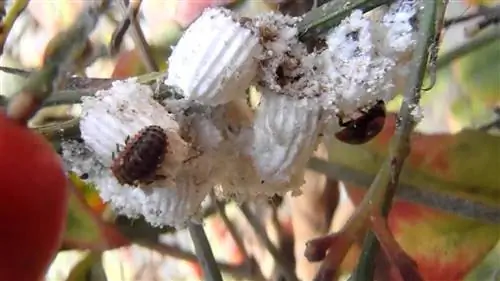 различные насекомые на ветке растения