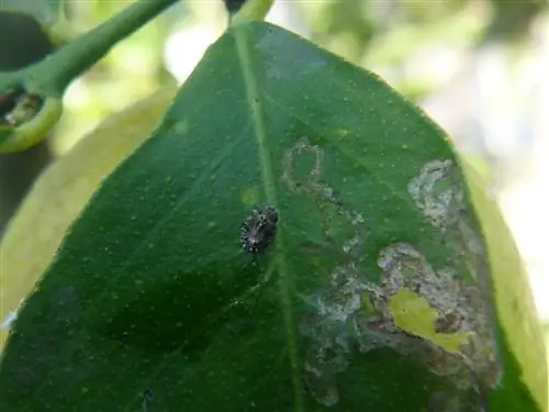 ребристый мучнистый червец разрушает лист