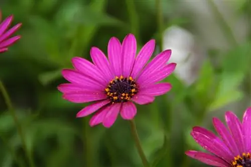 Диморфотека - многолетнее растение.