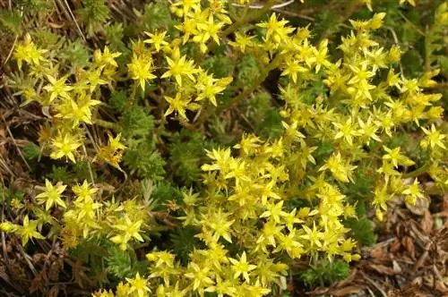 Вид на акр очитка в цвету