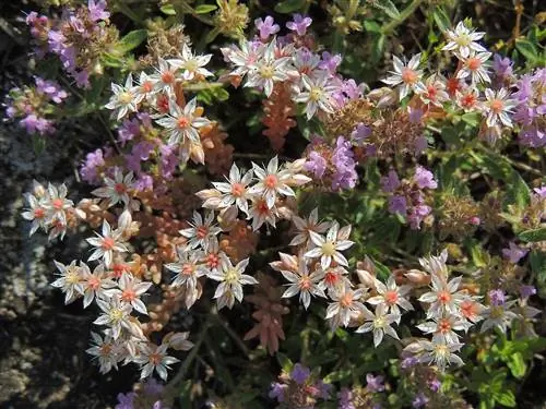 Очиток альбомный вид