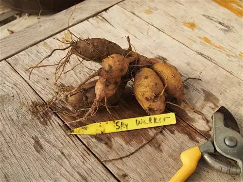 Корневище георгина сажают вверх